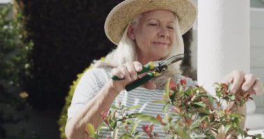 Kıdemli kadın, bahçıvanlık ve mutluluk dolu budama bitkisi ve çiçekler, hobi ve huzur dolu bahar. Emekliler, emekliler veya gülümseyen, büyüyen ya da arka bahçedeki ya da çevredeki yaprakları olan yaşlı insanlar.