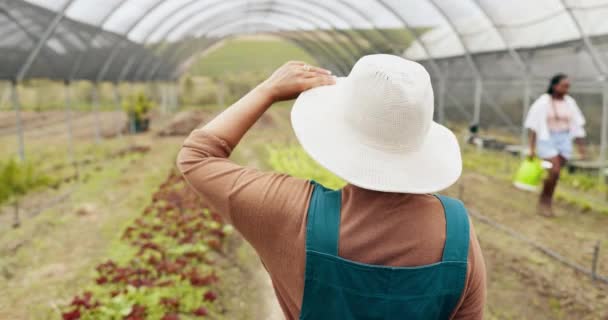 温室耕作和支持具有可持续经营性质的妇女进行质量检查 植物或后方女农民户外绿叶 叶子或农业生长检查 — 图库视频影像