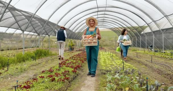 Arc Zöldség Vagy Doboz Kertészeti Csapatmunka Vagy Fenntartható Farm Vagy — Stock videók