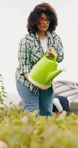 饮水罐和种植蔬菜促进农业增长 小企业或生态友好型 女性个人 植物和温室质量保障促进发展或园艺 生菜或食品 — 图库视频影像
