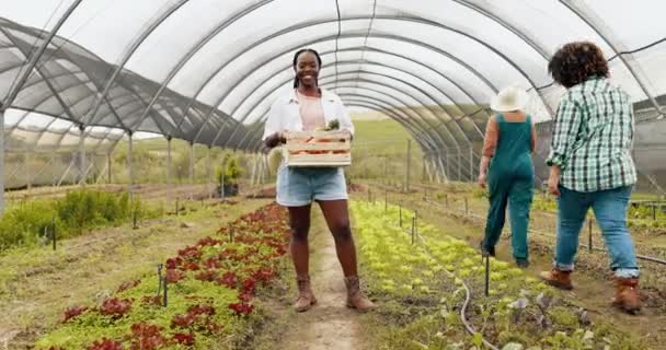 Mulher Negra Estufa Rosto Agricultor Com Cesta Legumes Colheita Produtos — Vídeo de Stock