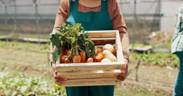温室中用于农业 供应链或农村耕作的人 蔬菜和盒子 集装箱中的工人 胡萝卜和洋葱 作为食品或环境 生长或土地的园艺供应商 — 图库视频影像