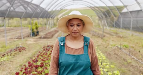 Agricultura Efeito Estufa Agricultura Mulher Madura Com Inspeção Ambiente Sustentável — Vídeo de Stock