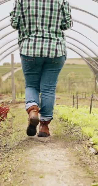 ブーツや農業植生 品質管理 温室での個人 ウォーキング 持続可能な生態学または園芸の田園地帯のための農業主義者 靴および自然の土 成長か点検 — ストック動画