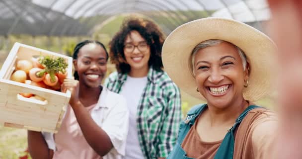 自耕农和温室中的妇女从事蔬菜收获 农业或小型企业 农业概况图片 社交媒体或创业博客的可持续性 面子或快乐农民团队 — 图库视频影像