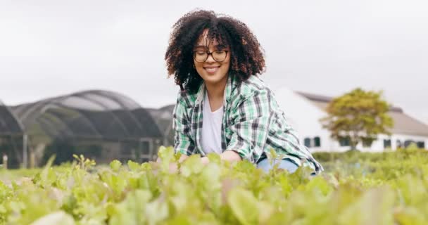 Mujer Agricultura Invernadero Para Inspección Del Medio Ambiente Para Crecimiento — Vídeos de Stock