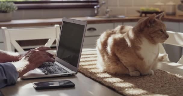 Ręce Laptop Wpisując Kuchni Kotem Łącze Internetowe Pisania Mail Lub — Wideo stockowe