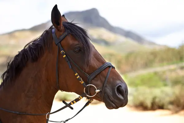 Profile, outdoor or horse in countryside, farm or nature for adventure, wellness or farming. Mountain, environment or head of domestic pet stallion or animal for equestrian racing in park to relax.