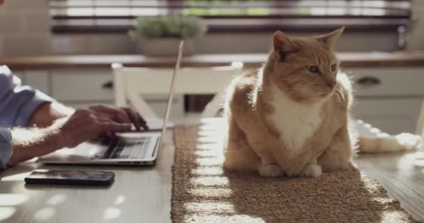 Manos Portátil Mecanografía Cocina Con Gato Conexión Internet Escribir Correo — Vídeos de Stock