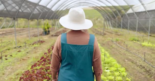 グリーンハウス農業 女性の背中 自然の持続可能な環境に関する検査 葉または農業の成長または開発が付いている質の点検 植物および農家屋外 — ストック動画