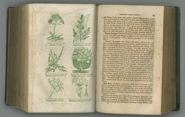 Old book, plants and vintage herbs in literature for medical study, biology or ancient pages against studio background. Historical novel, botanical journal or research of natural medieval remedy.