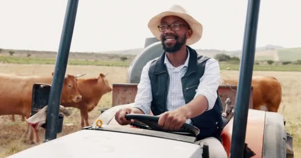 奶牛和黑人男子驾驶拖拉机 促进农村的农业 增长或可持续性 在牛场为牛肉或奶制品干活的年轻农民的微笑 交通和车辆 — 图库视频影像