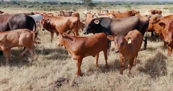 Gospodarstwo Trawa Zwierzęta Gospodarskie Krowy Obszary Wiejskie Użytkach Rolnych Pastwiskach — Wideo stockowe