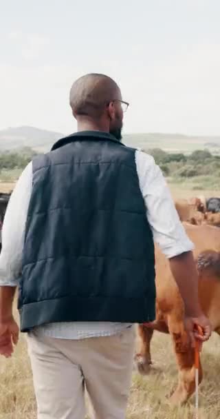 黒人男性 アフリカの田舎で持続可能性と農業を歩いている 牛の農家は 食糧や乳製品の生産に小規模なビジネスを持っています — ストック動画