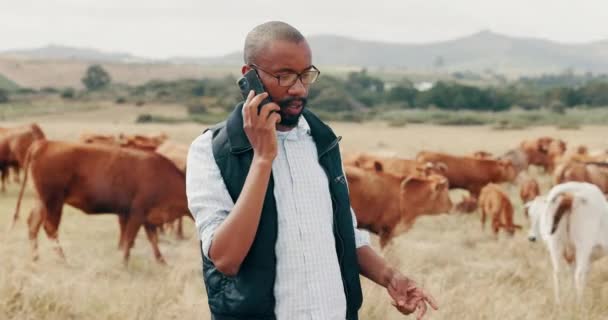 Γεωργός Αγρός Και Τηλέφωνο Αγελάδες Και Εξοχή Για Επιχειρήσεις Κτηνοτροφία — Αρχείο Βίντεο
