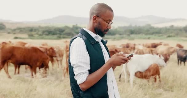 Telefone Gado Homem Negro Campo Enviando Mensagens Line Para Sustentabilidade — Vídeo de Stock
