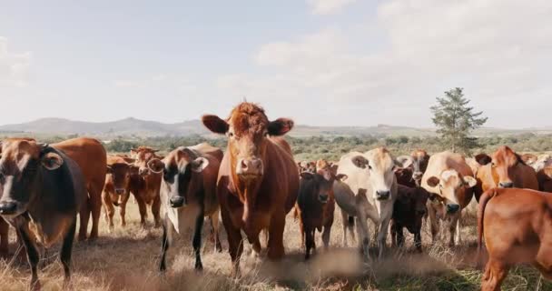 牛肉の生産に関する動物 家畜との持続可能性 牛乳農場 環境に優しい牛の放牧 — ストック動画