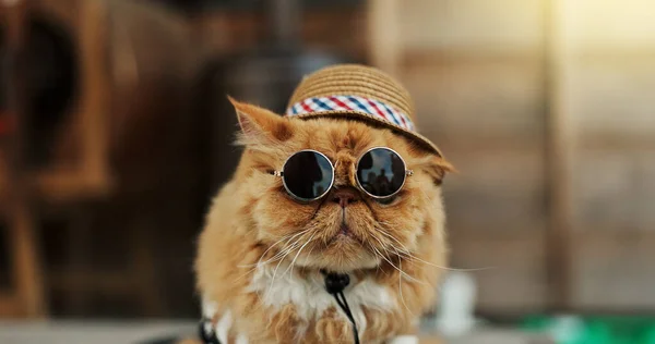Cat, sunglasses and outdoor in pet clothes with style, fashion and funny in city, street or road. Ginger kitten, animal and comic with dark glasses, style and backyard to protect eyes from sunshine.
