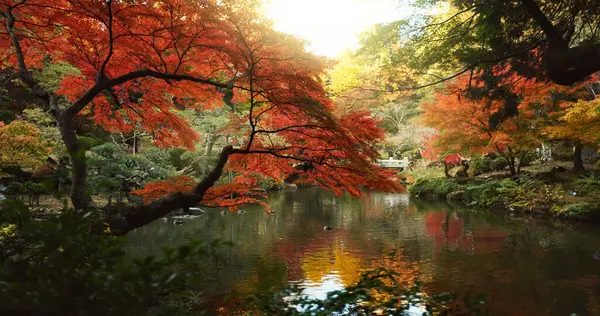 Çevre Manzarada Ağaçlar Bahçe Göl Kırmızı Yeşil Yapraklı Japon Parkı — Stok fotoğraf