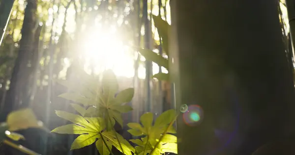 Forest, trees and landscape with sunshine, lens flare and growth for leaves, plants and nature in spring. Tropical rainforest, woods and sunrise with sustainability, ecology and environment in Brazil.