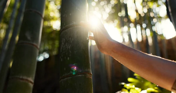 Person, touch and tree in bamboo forest, sunshine and lens flare for hiking with connection to nature. Hiker, trekking and environment with hand on adventure, walk or journey in tropical rainforest.