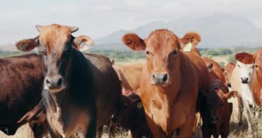 Tarım, tarım ve tarlada bir grup inek, kırsal alanda dağları olan hayvanların portresi. Doğa, çimen ve sığırlar çiftlikte sürdürülebilirlik, toprak ya da sabah otluyor.