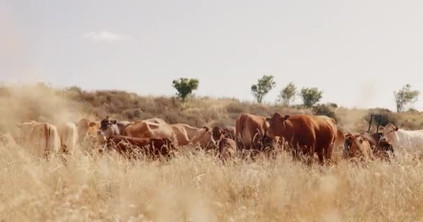 農場や酪農 山地での牛 田舎の環境 農村または生態学のための牧草地や外野または持続可能性の性質 — ストック動画