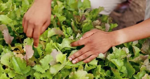 Przyroda Inspekcja Zbliżenie Rąk Roślin Zieleni Lub Liści Uprawy Warzyw — Wideo stockowe