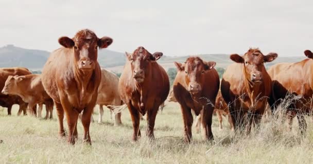 Vacas Ganado Campo Campo Para Producción Sostenible Agricultura Las Montañas — Vídeos de Stock
