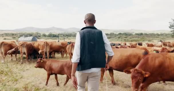 黒人の野原で アフリカの田舎で持続可能性と農業を歩いている 家畜の農家は 食糧や乳製品の生産の小規模な事業を背後から行っています — ストック動画