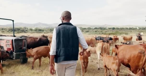 黒人の野原で 田舎で持続可能性と農業を歩いている トラクターが付いている自然 動物および牛の農夫 食糧の小さいビジネスか背部からの乳製品の生産 — ストック動画
