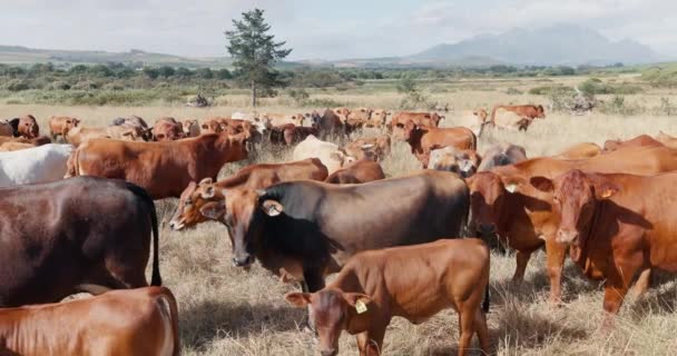 野原の風景 牧場に山がある田舎の動物の群れ 朝の空と持続可能な農場で放牧する牛の自然 グループ — ストック動画