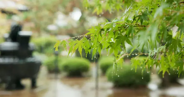 Δέντρα Φύλλα Και Βροχή Στο Πάρκο Ιαπωνικό Κήπο Για Δασική — Φωτογραφία Αρχείου