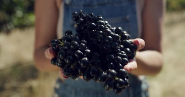 Hrozny Vinice Ruce Osoby Sklizeň Zemědělství Sbírat Ovoce Pro Vinařské — Stock video