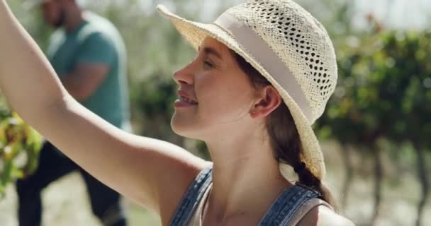 Счастлив Виноград Лицо Женщины Ферме Культуру Устойчивую Экологически Чистую Окружающую — стоковое видео