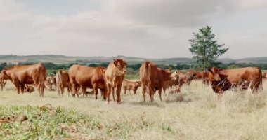 Sürdürülebilirlik, tarlada çiftçilik ve inekler, kırsal kesimde çiftlikte dağ manzaralı bir grup hayvan. Doğa, çimen ve sığırlar çiftlikte tarım, toprak ve bulutlu gökyüzü ile otluyor