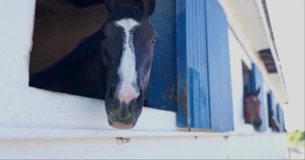 Koń Twarz Stajnia Lub Natura Świeżym Powietrzu Uprawiania Sportów Jeździeckich — Wideo stockowe