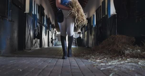 Osoba Seno Koně Stabilní Chůze Nebo Tráva Krmivo Pro Zvířata — Stock video