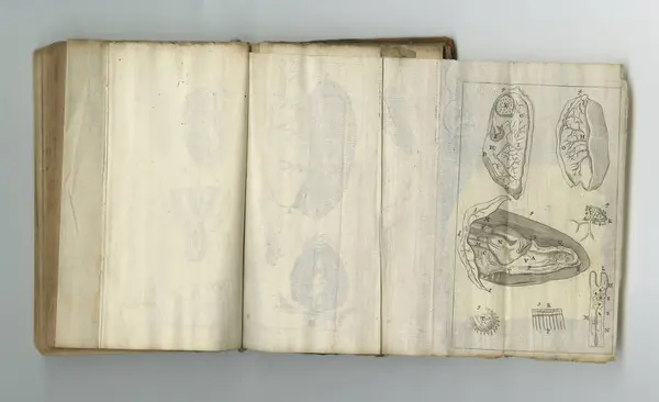 Médico Dibujo Libro Anatomía Sobre Papel Libro Texto Ciencia Antigua — Foto de Stock
