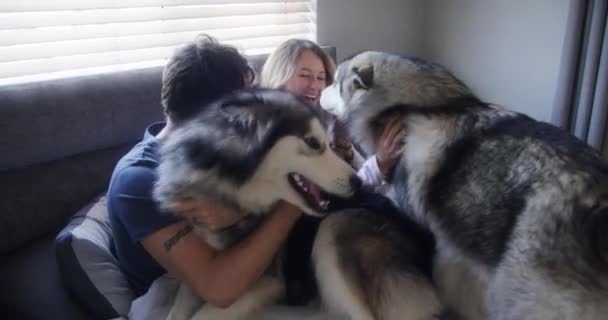 Spielen Entspannen Oder Glückliches Paar Mit Hunden Schlafzimmer Für Bindung — Stockvideo
