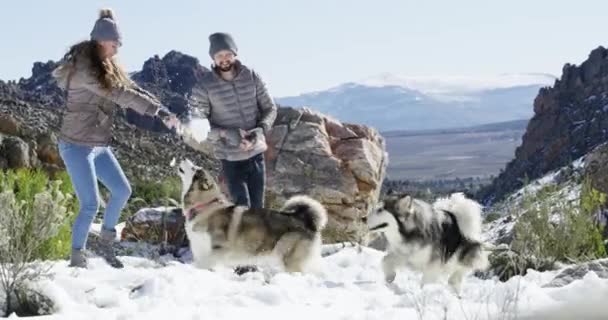 Podróże Psy Lub Para Śniegu Grając Grę Wolności Przygody Lub — Wideo stockowe