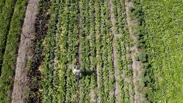 Tafel Oogst Drone Met Boer Boerderij Platteland Voor Landbouw Planten — Stockvideo