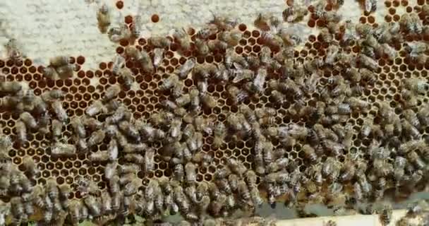 农场和蜂窝 可持续能力和蜂窝与昆虫用于养蜂 环境保护和自然 生产和农业 带有用于收获的加工和蜂蜡 — 图库视频影像