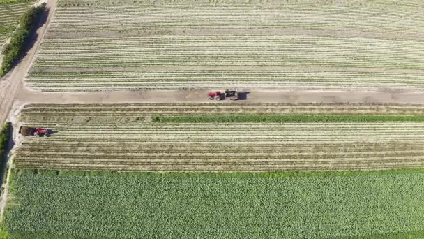 Természet Betakarítás Vagy Légi Kilátás Traktorral Gazdasággal Vidékkel Mezőgazdaság Növények — Stock videók