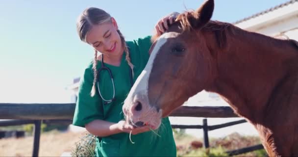 Weterynarz Kobieta Koń Zdrowiem Gospodarstwie Marchew Karmienie Lub Pomoc Żywieniu — Wideo stockowe