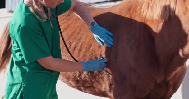 Vet Mulher Estetoscópio Para Saúde Dos Cavalos Fazenda Medicina Veterinária — Vídeo de Stock