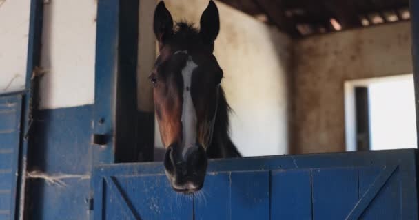 Cavalo Rosto Fazenda Estável Rural Ambiente Para Segurança Animal Cuidados — Vídeo de Stock