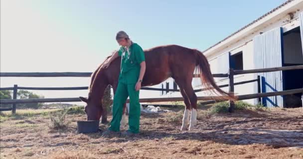 Weterynarz Kobieta Koń Ostrożnością Farmie Pojemnikiem Karmienie Pomaganie Odżywianiu Trawą — Wideo stockowe