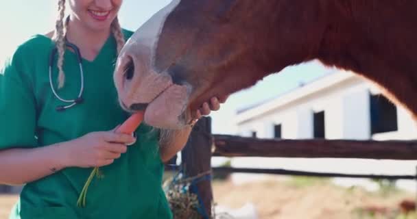 Lekarz Kobieta Koń Zdrowiem Farmie Marchewką Karmienie Pomoc Żywieniu Warzyw — Wideo stockowe