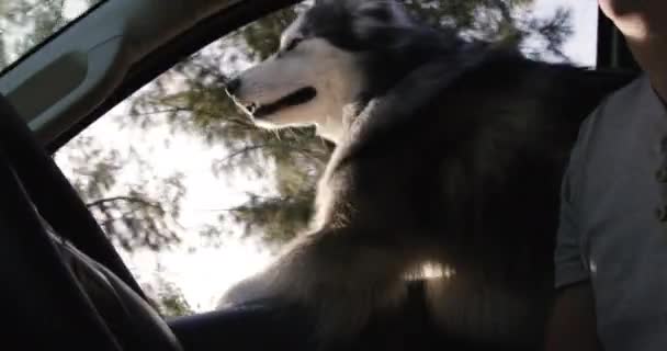 Чоловік Собака Дорожня Поїздка Машині Подорожей Пригод Або Природних Пейзажів — стокове відео
